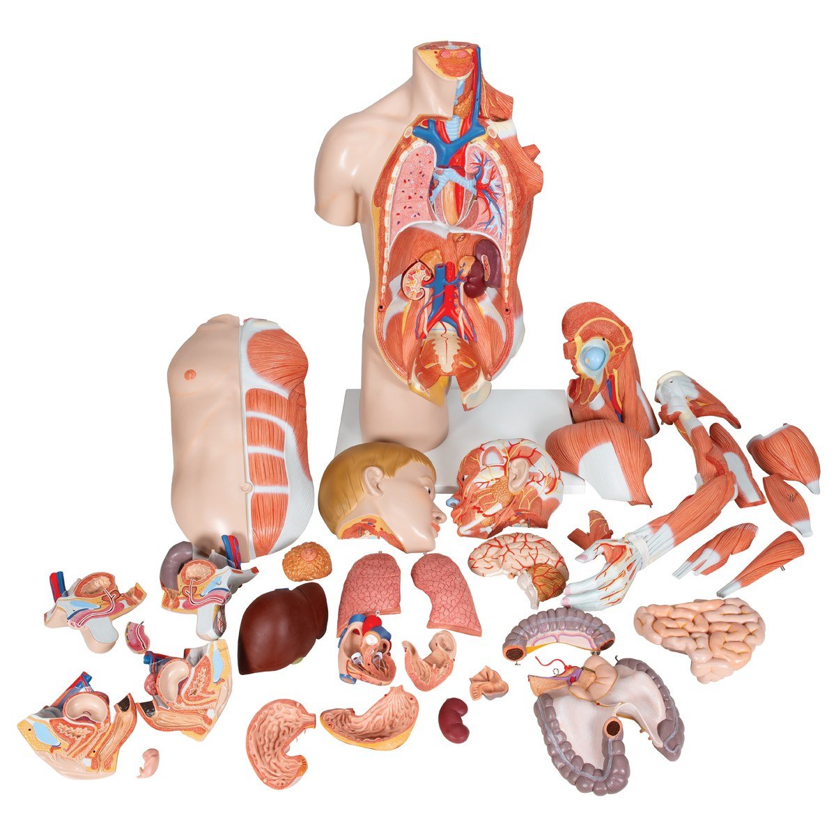 Human anatomy torso model, KSh 70,000
